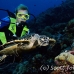 turtle_green_er_h_0705_png1072.jpg